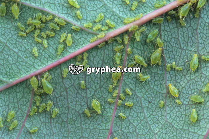 Pucerons verts du rosier - gryphea.com